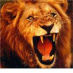 Queen of the jungle