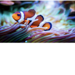 Da fishy group were we party