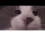 Dogs N cat fan group