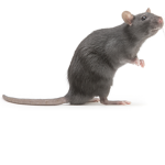 RAT RESTAURANT