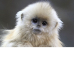 Monkeyy group