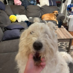 the muppet dogz