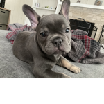 PuppyStar