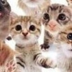 ฅ/ᐠ. ̫ .ᐟ\ฅ