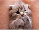 kitten 0