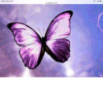 Purple and Black Butterfly