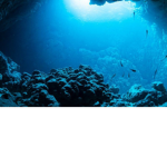 Sea Creatures Of The Deep