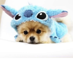 Dogs rocks