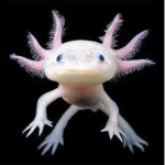 CUTE AXOLOTL CULT!!!!