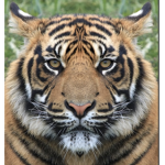 Asher the tiger