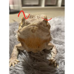 Mak.io
