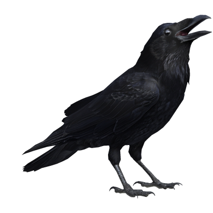 Raven