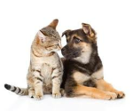 Love cats and love dogs