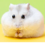 Chubby hamster