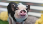 Animal club yay