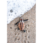 Ascetic Turtle army