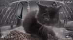 puff cat