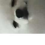 DOGS_BETTER THAN RATS