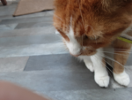 The cat favors