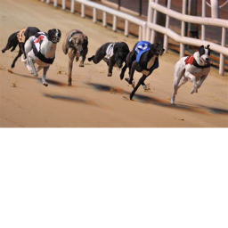 ~Dog Race~