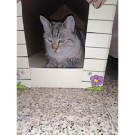 Qui aime les chat ???