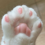cotton angelss