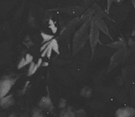 multiplierx