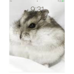 Jayden Loves Hamsters
