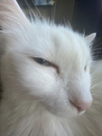 CATS..ARE..CUTEE