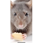 Rat a tats only