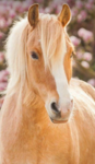 +~Rosemary Stables~+