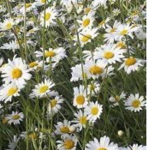Daisies!!