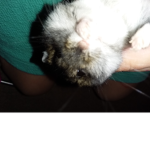 We'll miss you, buddy the hamster.
