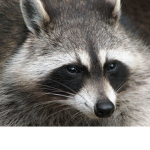 Raccoon_Studios