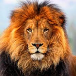 ♌Lion Clothing♌