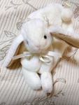 Divine Bunnies