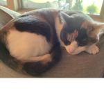 Whiskers the cat