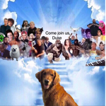 Heavens of Memes