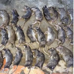 The rattie baddies