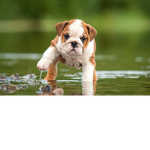 Puppyz and friends