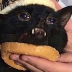 Bread cat official