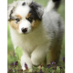 Puppy group we do also love other animals!!
