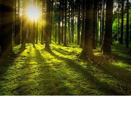 Single In A Forest!