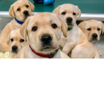 Doggys and puppies