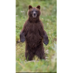 The Cool Bear Army