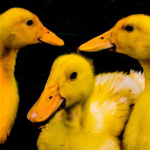 Duck Army Time Of KFC