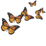 Butterflies.xox