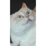 vroum vroum
