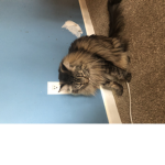 Kitty content