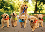 Dogs Unit